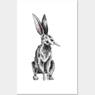 Hare Posters and Art